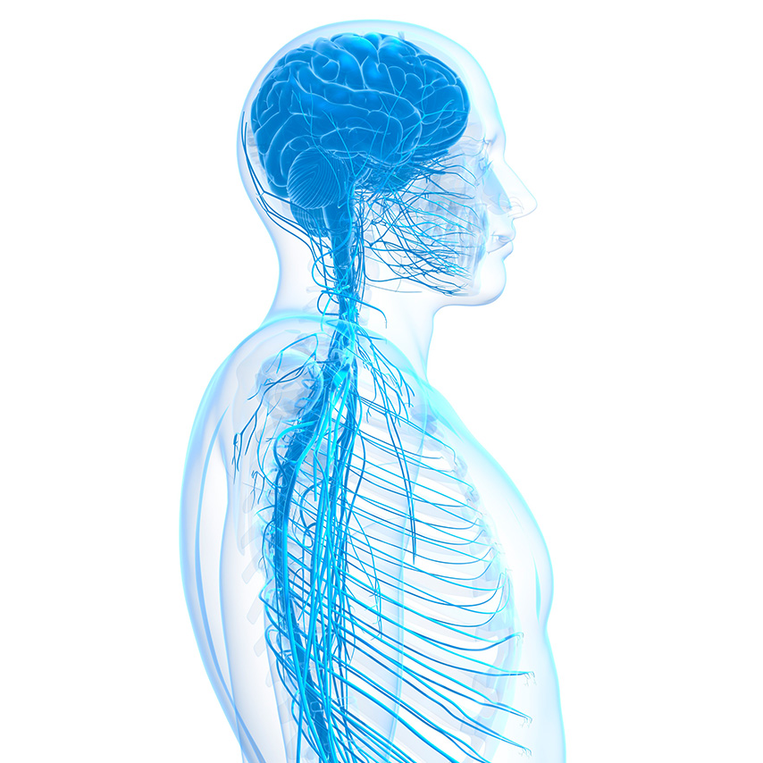 Nervous system from the chest up.