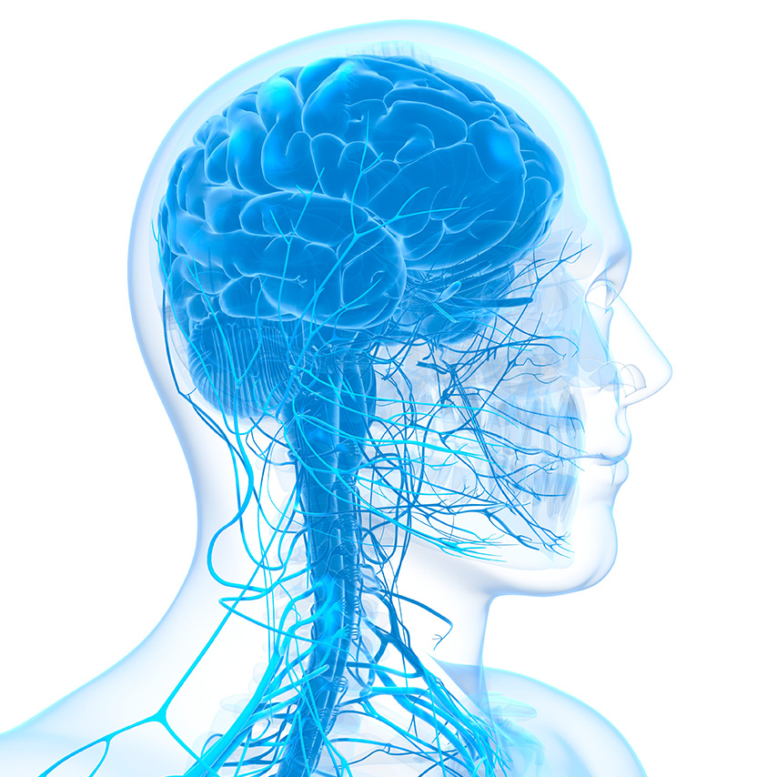 Side view of nervous system from the neck up.